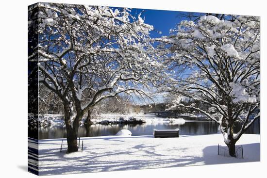 Snow Covered Trees at Riverside-George Oze-Stretched Canvas