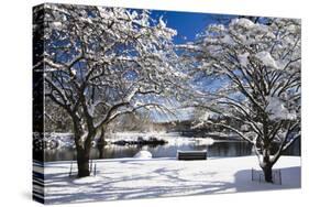Snow Covered Trees at Riverside-George Oze-Stretched Canvas