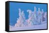 Snow Covered Trees at Sunset-gadag-Framed Stretched Canvas