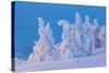 Snow Covered Trees at Sunset-gadag-Stretched Canvas