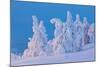 Snow Covered Trees at Sunset-gadag-Mounted Photographic Print