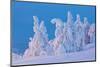 Snow Covered Trees at Sunset-gadag-Mounted Photographic Print