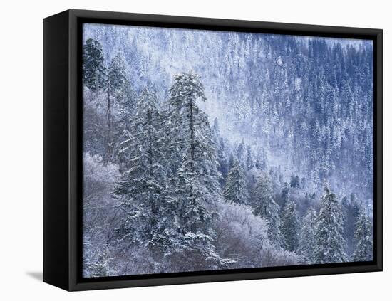 Snow Covered Trees in Forest, Great Smoky Mountains National Park, Tennessee, USA-Adam Jones-Framed Stretched Canvas