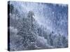 Snow Covered Trees in Forest, Great Smoky Mountains National Park, Tennessee, USA-Adam Jones-Stretched Canvas