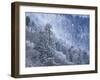 Snow Covered Trees in Forest, Great Smoky Mountains National Park, Tennessee, USA-Adam Jones-Framed Photographic Print