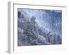 Snow Covered Trees in Forest, Great Smoky Mountains National Park, Tennessee, USA-Adam Jones-Framed Photographic Print