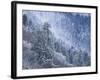 Snow Covered Trees in Forest, Great Smoky Mountains National Park, Tennessee, USA-Adam Jones-Framed Photographic Print