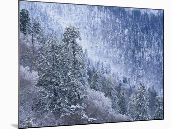 Snow Covered Trees in Forest, Great Smoky Mountains National Park, Tennessee, USA-Adam Jones-Mounted Photographic Print