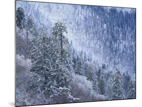 Snow Covered Trees in Forest, Great Smoky Mountains National Park, Tennessee, USA-Adam Jones-Mounted Photographic Print