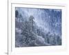 Snow Covered Trees in Forest, Great Smoky Mountains National Park, Tennessee, USA-Adam Jones-Framed Photographic Print