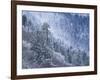 Snow Covered Trees in Forest, Great Smoky Mountains National Park, Tennessee, USA-Adam Jones-Framed Photographic Print