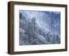 Snow Covered Trees in Forest, Great Smoky Mountains National Park, Tennessee, USA-Adam Jones-Framed Photographic Print