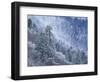 Snow Covered Trees in Forest, Great Smoky Mountains National Park, Tennessee, USA-Adam Jones-Framed Photographic Print