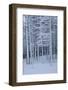 Snow covered trees in forest, Hope, Knox County, Maine, USA-Panoramic Images-Framed Photographic Print