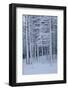 Snow covered trees in forest, Hope, Knox County, Maine, USA-Panoramic Images-Framed Photographic Print