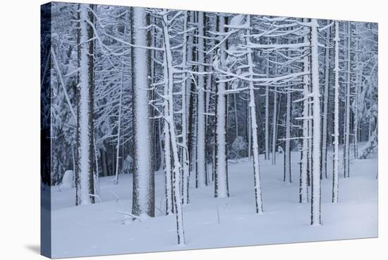 Snow covered trees in forest, Hope, Knox County, Maine, USA-Panoramic Images-Stretched Canvas