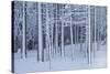 Snow covered trees in forest, Hope, Knox County, Maine, USA-Panoramic Images-Stretched Canvas