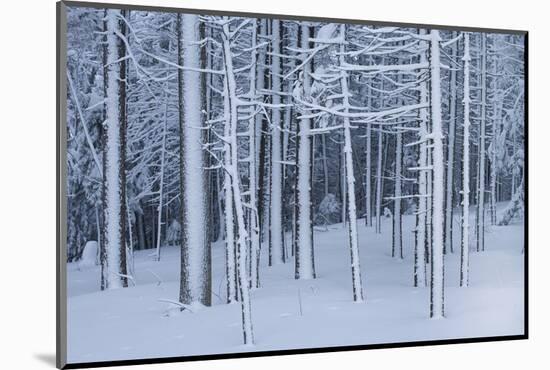 Snow covered trees in forest, Hope, Knox County, Maine, USA-Panoramic Images-Mounted Photographic Print