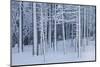 Snow covered trees in forest, Hope, Knox County, Maine, USA-Panoramic Images-Mounted Photographic Print