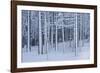 Snow covered trees in forest, Hope, Knox County, Maine, USA-Panoramic Images-Framed Photographic Print