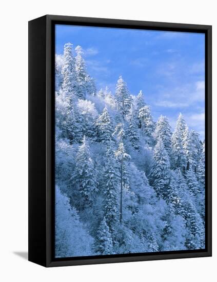 Snow Covered Trees in Forest, Newfound Gap, Great Smoky Mountains National Park, Tennessee, USA-Adam Jones-Framed Stretched Canvas