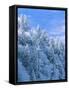 Snow Covered Trees in Forest, Newfound Gap, Great Smoky Mountains National Park, Tennessee, USA-Adam Jones-Framed Stretched Canvas