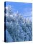 Snow Covered Trees in Forest, Newfound Gap, Great Smoky Mountains National Park, Tennessee, USA-Adam Jones-Stretched Canvas