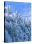 Snow Covered Trees in Forest, Newfound Gap, Great Smoky Mountains National Park, Tennessee, USA-Adam Jones-Stretched Canvas