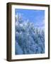 Snow Covered Trees in Forest, Newfound Gap, Great Smoky Mountains National Park, Tennessee, USA-Adam Jones-Framed Photographic Print