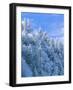 Snow Covered Trees in Forest, Newfound Gap, Great Smoky Mountains National Park, Tennessee, USA-Adam Jones-Framed Photographic Print