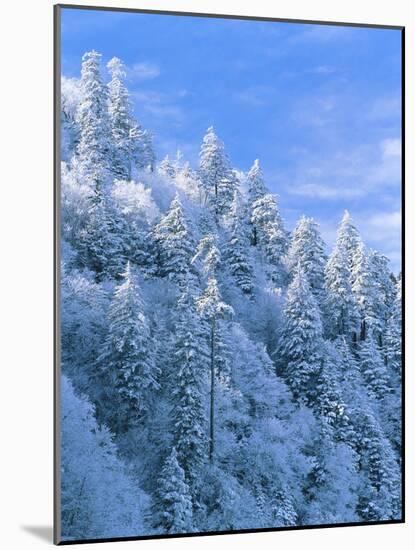 Snow Covered Trees in Forest, Newfound Gap, Great Smoky Mountains National Park, Tennessee, USA-Adam Jones-Mounted Photographic Print