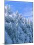 Snow Covered Trees in Forest, Newfound Gap, Great Smoky Mountains National Park, Tennessee, USA-Adam Jones-Mounted Photographic Print
