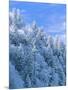 Snow Covered Trees in Forest, Newfound Gap, Great Smoky Mountains National Park, Tennessee, USA-Adam Jones-Mounted Photographic Print