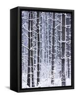 Snow-covered Trees in Forest-Jim Craigmyle-Framed Stretched Canvas