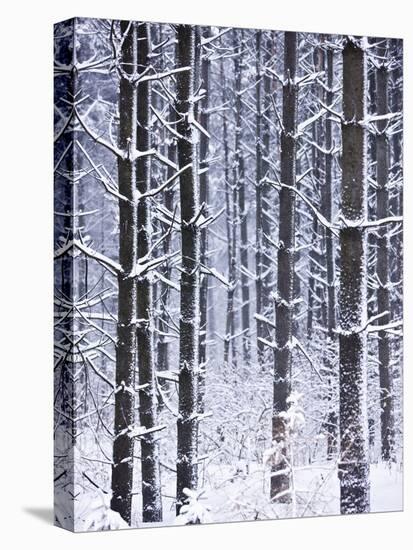 Snow-covered Trees in Forest-Jim Craigmyle-Stretched Canvas