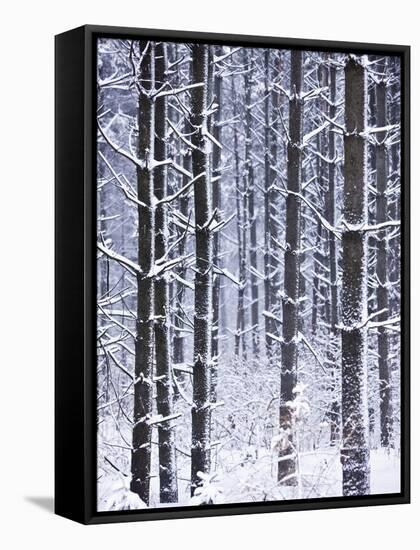 Snow-covered Trees in Forest-Jim Craigmyle-Framed Stretched Canvas