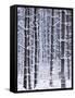 Snow-covered Trees in Forest-Jim Craigmyle-Framed Stretched Canvas