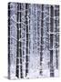 Snow-covered Trees in Forest-Jim Craigmyle-Stretched Canvas