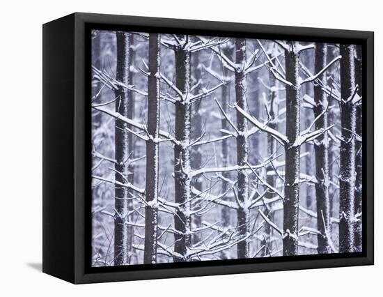 Snow-covered Trees in Forest-Jim Craigmyle-Framed Stretched Canvas