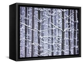 Snow-covered Trees in Forest-Jim Craigmyle-Framed Stretched Canvas