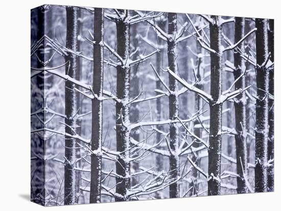 Snow-covered Trees in Forest-Jim Craigmyle-Stretched Canvas