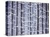 Snow-covered Trees in Forest-Jim Craigmyle-Stretched Canvas