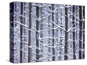 Snow-covered Trees in Forest-Jim Craigmyle-Stretched Canvas