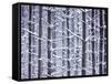 Snow-covered Trees in Forest-Jim Craigmyle-Framed Stretched Canvas