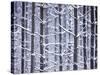 Snow-covered Trees in Forest-Jim Craigmyle-Stretched Canvas