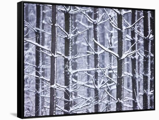 Snow-covered Trees in Forest-Jim Craigmyle-Framed Stretched Canvas