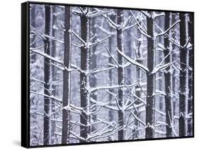 Snow-covered Trees in Forest-Jim Craigmyle-Framed Stretched Canvas