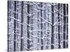 Snow-covered Trees in Forest-Jim Craigmyle-Stretched Canvas