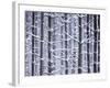 Snow-covered Trees in Forest-Jim Craigmyle-Framed Photographic Print