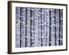 Snow-covered Trees in Forest-Jim Craigmyle-Framed Photographic Print